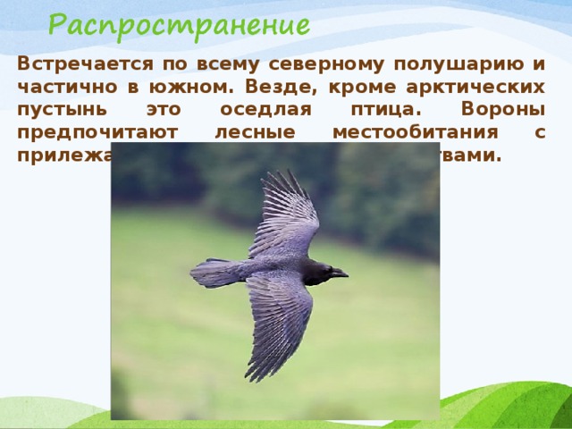 Встречается по всему северному полушарию и частично в южном. Везде, кроме арктических пустынь это оседлая птица. Вороны предпочитают лесные местообитания с прилежащими открытыми пространствами.  