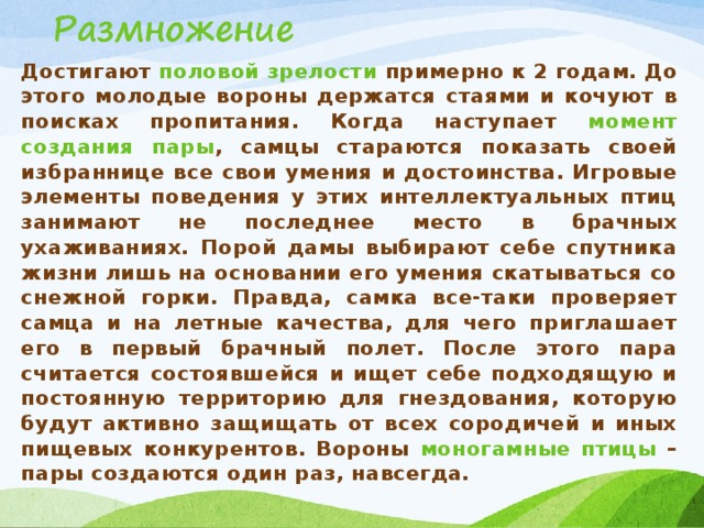 Достигают  половой зрелости примерно к 2 годам. До этого молодые вороны держатся стаями и кочуют в поисках пропитания. Когда наступает момент создания пары , самцы стараются показать своей избраннице все свои умения и достоинства. Игровые элементы поведения у этих интеллектуальных птиц занимают не последнее место в брачных ухаживаниях. Порой дамы выбирают себе спутника жизни лишь на основании его умения скатываться со снежной горки. Правда, самка все-таки проверяет самца и на летные качества, для чего приглашает его в первый брачный полет. После этого пара считается состоявшейся и ищет себе подходящую и постоянную территорию для гнездования, которую будут активно защищать от всех сородичей и иных пищевых конкурентов. Вороны  моногамные птицы – пары создаются один раз, навсегда. 