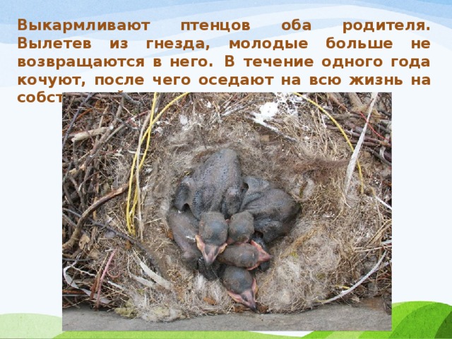 Выкармливают птенцов оба родителя. Вылетев из гнезда, молодые больше не возвращаются в него.  В течение одного года кочуют, после чего оседают на всю жизнь на собственной территории. 