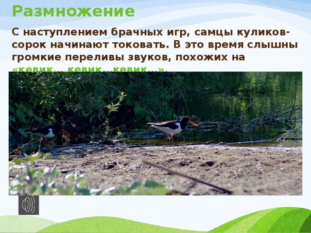 Размножение С наступлением брачных игр, самцы куликов-сорок начинают токовать. В это время слышны громкие переливы звуков, похожих на «кевик… кевик…кевик…». 