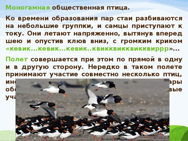 Моногамная общественная птица. Ко времени образования пар стаи разбиваются на небольшие группки, и самцы приступают к току. Они летают напряженно, вытянув вперед шею и опустив клюв вниз, с громким криком «кевик...кевик...кевик..квикквикквикквиррр »... Полет совершается при этом по прямой в одну и в другую сторону. Нередко в таком полете принимают участие совместно несколько птиц, иногда до десятка. Постепенно пары обособляются и занимают свои гнездовые участки. 