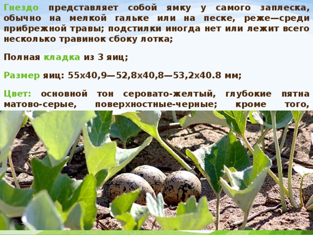 Гнездо представляет собой ямку у самого заплеска, обычно на мелкой гальке или на песке, реже—среди прибрежной травы; подстилки иногда нет или лежит всего несколько травинок сбоку лотка; Полная кладка из 3 яиц; Размер яиц: 55x40,9—52,8x40,8—53,2x40.8 мм; Цвет: основной тон серовато-желтый, глубокие пятна матово-серые, поверхностные-черные; кроме того, имеются на поверхности скорлупы черные штрихи и точки. 