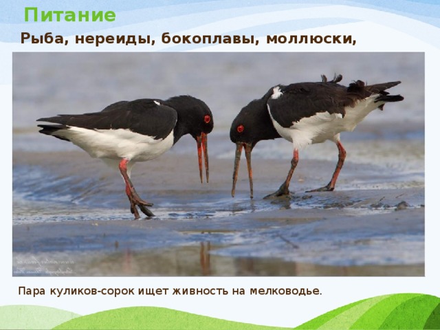 Питание   Рыба, нереиды, бокоплавы, моллюски, насекомые. Пара куликов-сорок ищет живность на мелководье. 
