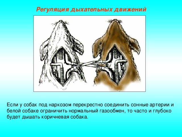 Дыхательные движения регуляция дыхания презентация 8 класс