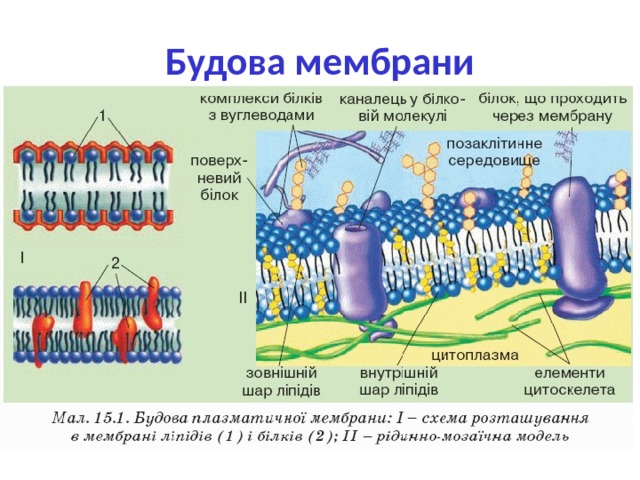 Будова мембрани 