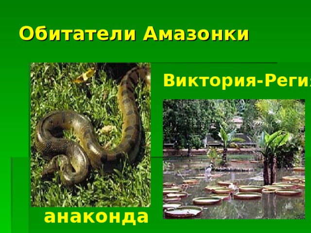 Обитатели Амазонки Виктория-Регия анаконда 