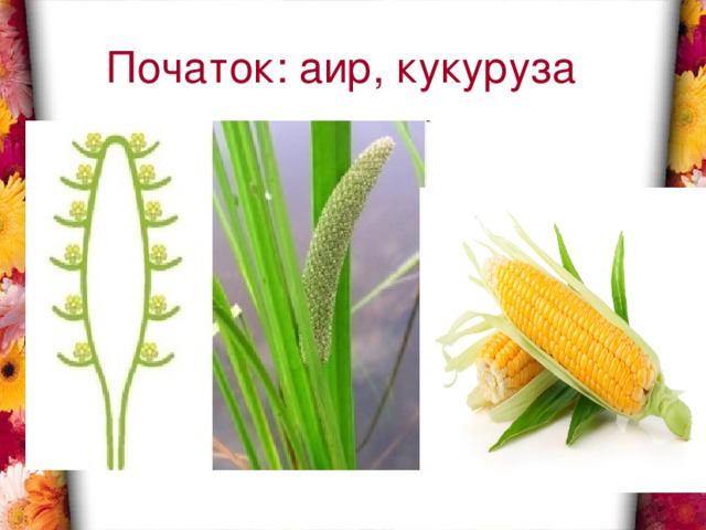 Початок: аир, кукуруза 