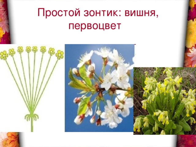 Простой зонтик: вишня, первоцвет 