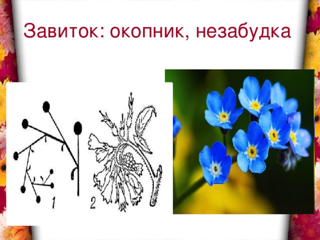 Завиток: окопник, незабудка 