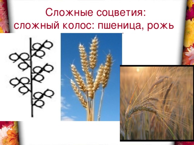 Сложные соцветия:  сложный колос: пшеница, рожь 
