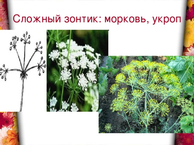Сложный зонтик: морковь, укроп 