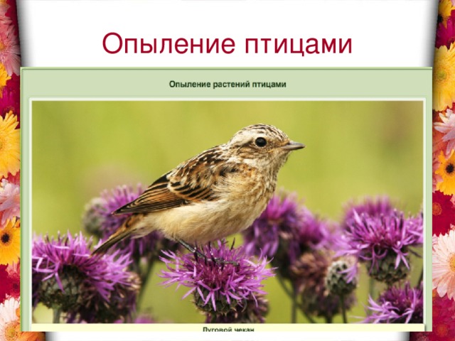 Опыление птицами 