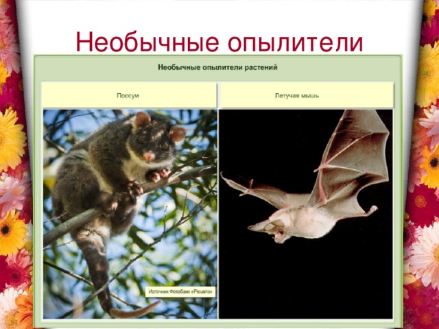 Необычные опылители 