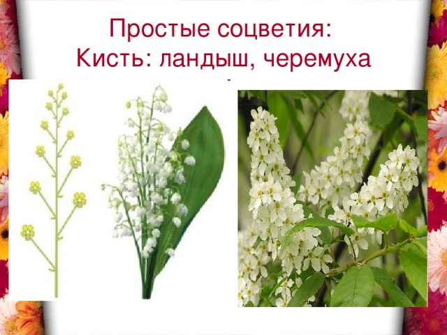 Простые соцветия:  Кисть: ландыш, черемуха 