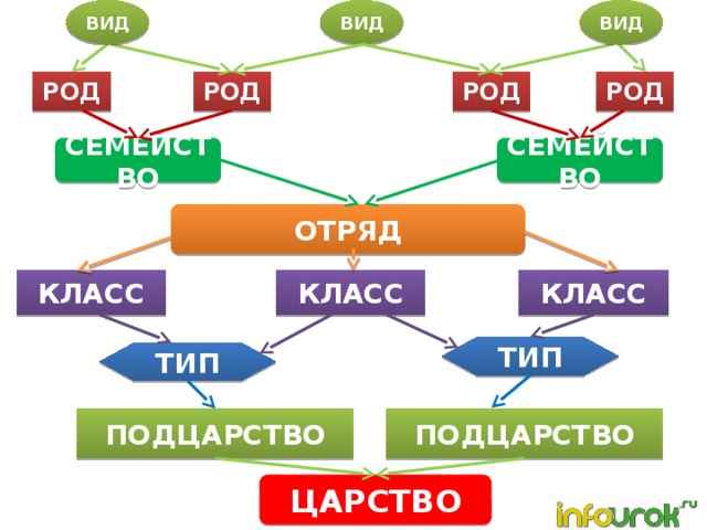 ВИД ВИД ВИД РОД РОД РОД РОД СЕМЕЙСТВО СЕМЕЙСТВО ОТРЯД КЛАСС КЛАСС КЛАСС ТИП ТИП ПОДЦАРСТВО ПОДЦАРСТВО ЦАРСТВО 