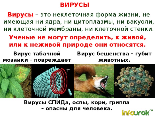 Тест по биологии царство живой природы. Вирус относится к живой природе. Вирусы относятся к живой или неживой природе. Вирусы не имеют ядра. Вирус относят к живым