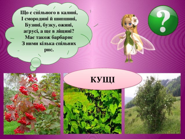Що є спільного в калині, І смородині й шипшині, Бузині, бузку, ожині, аґрусі, а ще в ліщині? Має також барбарис З ними кілька спільних рис.  КУЩІ 