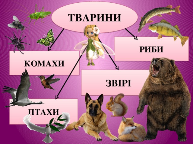 ТВАРИНИ РИБИ КОМАХИ ЗВІРІ ПТАХИ 