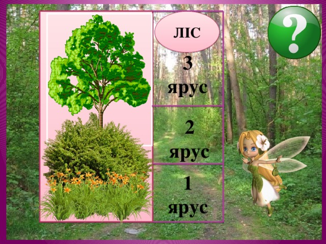 ЛІС 3 ярус 2 ярус 1 ярус 