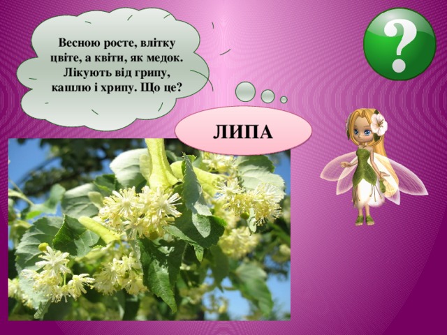 Весною росте, влітку цвіте, а квіти, як медок. Лікують від грипу, кашлю і хрипу. Що це?  ЛИПА 