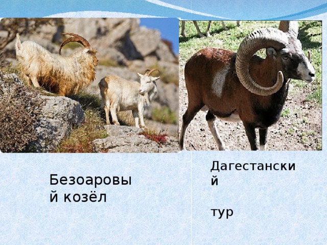 Заповедники и заказники дагестана презентация