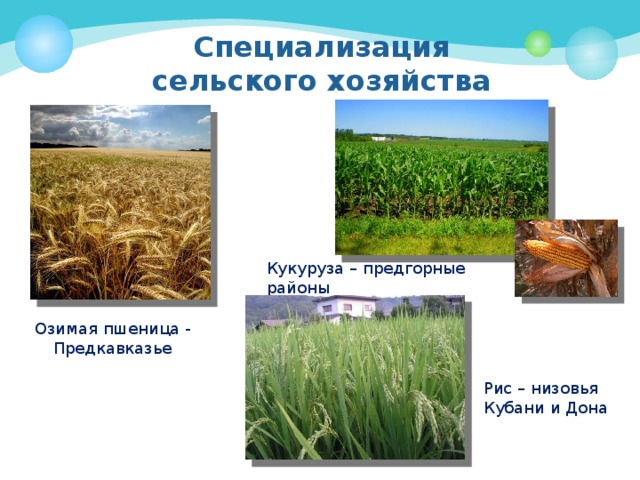 Презентация хозяйство северного кавказа