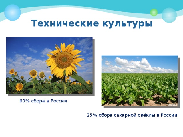 Технические культуры 60% сбора в России 25% сбора сахарной свёклы в России 