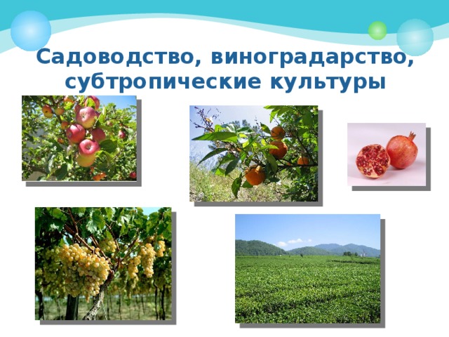 Презентация хозяйство северного кавказа