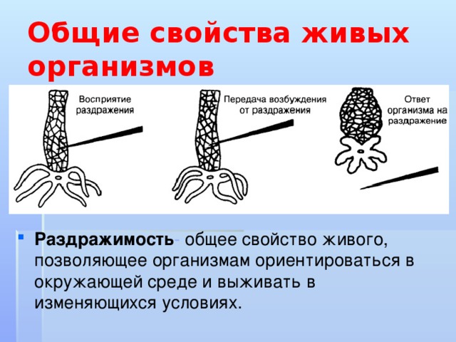 Общие свойства живых организмов Раздражимость - общее свойство живого, позволяющее организмам ориентироваться в окружающей среде и выживать в изменяющихся условиях. 