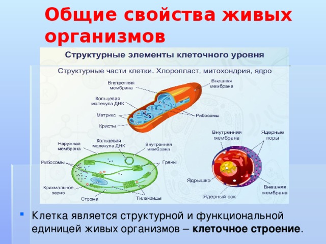 Общие свойства живых организмов Клетка является структурной и функциональной единицей живых организмов – клеточное строение . 