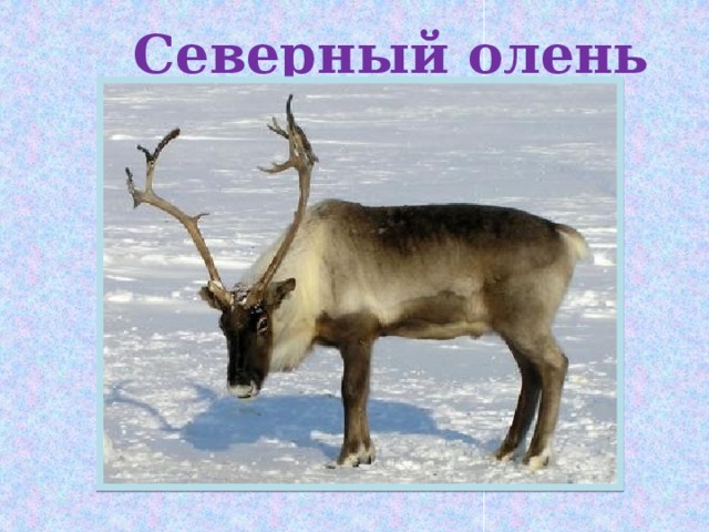  Северный олень  