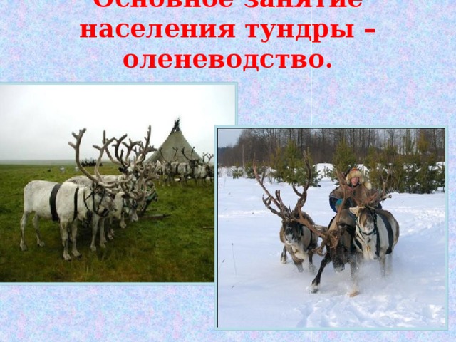 Основное занятие населения тундры – оленеводство.   
