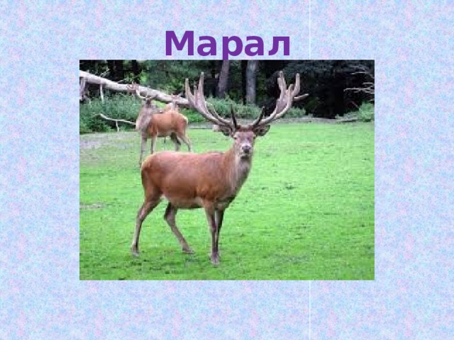 Марал 