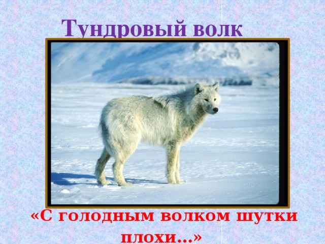 Тундровый волк «С голодным волком шутки плохи…»  