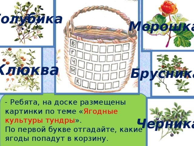 Голубика Морошка Клюква Брусника - Ребята, на доске размещены картинки по теме « Ягодные культуры тундры ». По первой букве отгадайте, какие ягоды попадут в корзину. Черника 