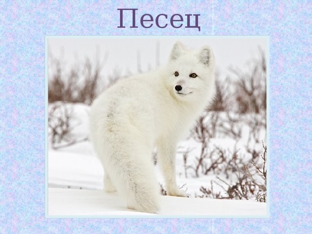 Песец 