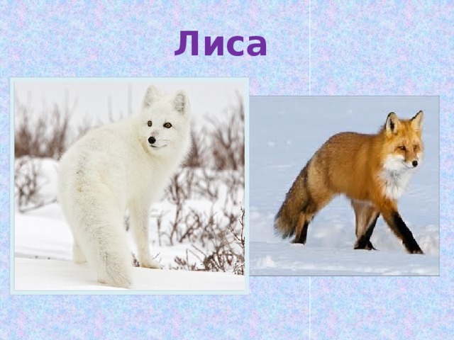 Лиса 