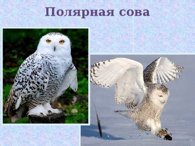 Полярная сова 