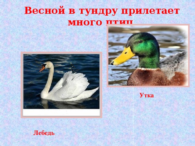  Весной в тундру прилетает много птиц   Утка      Лебедь      