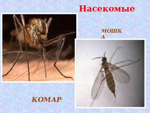 Насекомые МОШКА КОМАР  