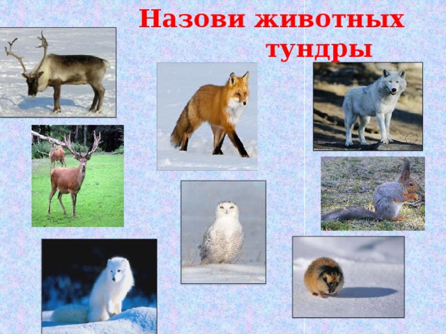 Назови животных  тундры 