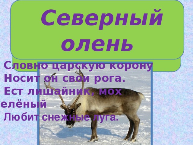 Загадка  Северный олень  -А  сейчас, разгадав загадку, вы узнаете, какое животное тундры питается данными растениями . Словно царскую корону Носит он свои рога. Ест лишайник, мох зелёный Любит снежные луга. 