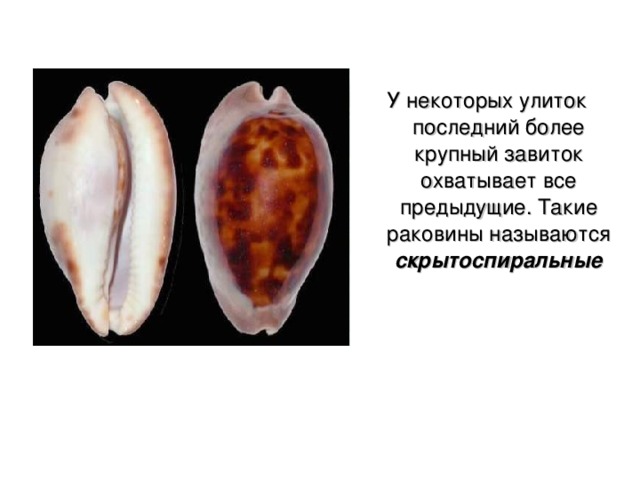 У некоторых улиток последний более крупный завиток охватывает все предыдущие. Такие раковины называются скрытоспиральные 
