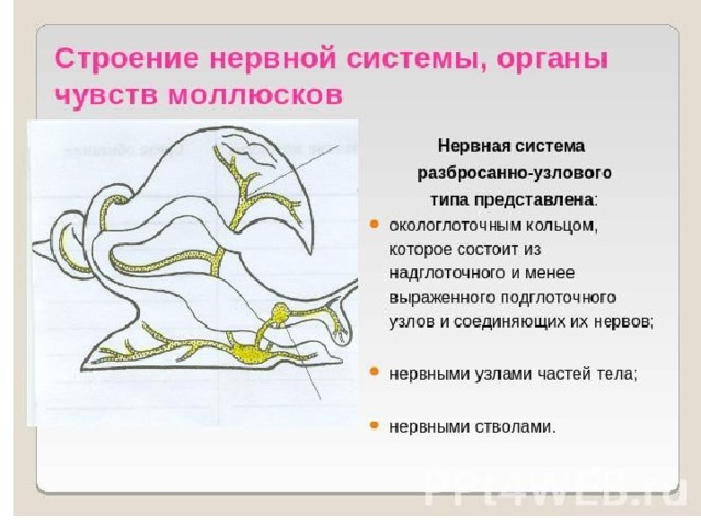 Рассмотрите рисунки какие системы органов на них изображены напишите из каких органов состоит каждая