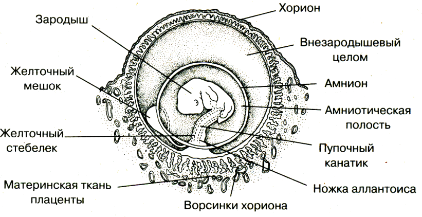 Эмбрион животного схема