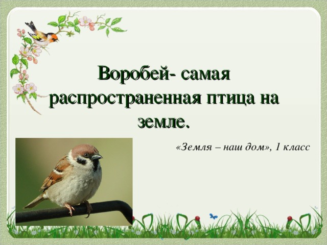 Презентация воробей самая распространенная птица на земле