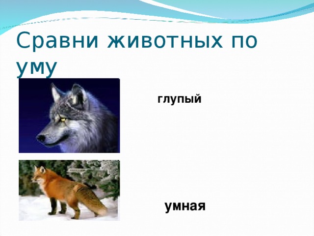 глупый умная 