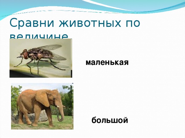 Сравни животных по величине маленькая большой 