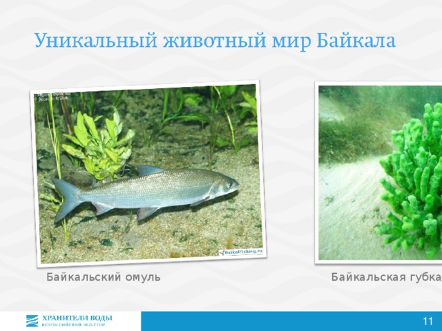 Байкальская губка Ольхонская полёвка Байкальская нерпа Байкальский омуль 11 11 11 