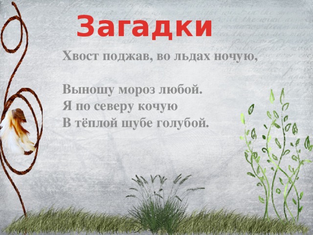 Загадки Хвост поджав, во льдах ночую,  Выношу мороз любой.  Я по северу кочую  В тёплой шубе голубой.